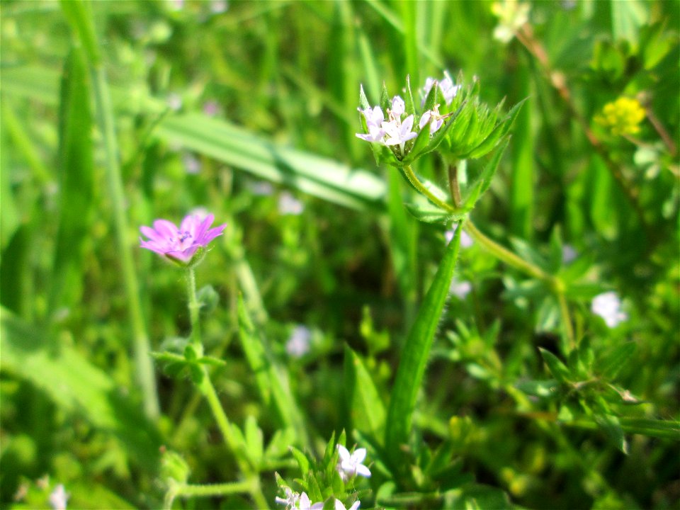Die eher seltene Ackerröte (Sherardia arvensis) am Kraichbachdamm im Landschaftsschutzgebiet „Hockenheimer Rheinbogen“