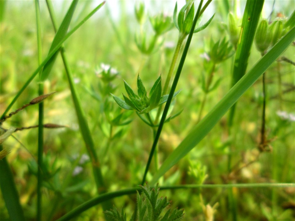 Die winzige Ackerröte (Sherardia arvensis) am Kraichbachdamm im Landschaftsschutzgebiet „Hockenheimer Rheinbogen“