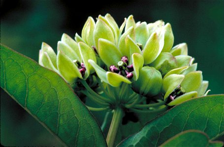Image title: Green milkweed flower Image from Public domain images website, http://www.public-domain-image.com/full-image/flora-plants-public-domain-images-pictures/flowers-public-domain-images-pictur photo