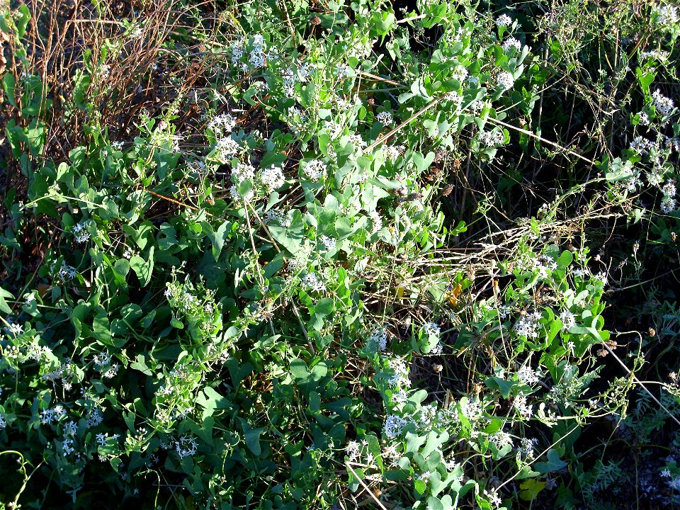 Cynanchum acutum habit, La Mata, Torrevieja, Alicante, Spain.