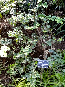 Carissa bispinosa specimen in the Jardin Botanique de Lyon, Parc de la Tête d'Or, Lyon, France. photo