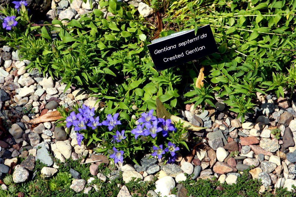 Self made image of Gentiana septemfida growing in a rock garden.  Note the long, lax stems and large open flowers.