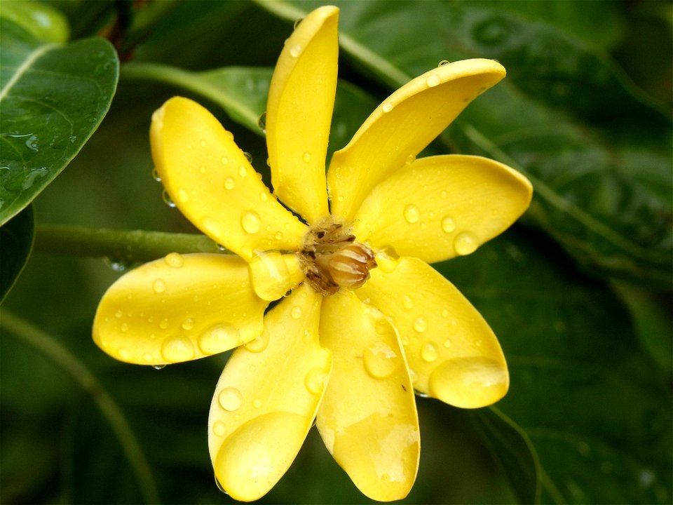 Golden Gardenia (Gardenia tubifera}