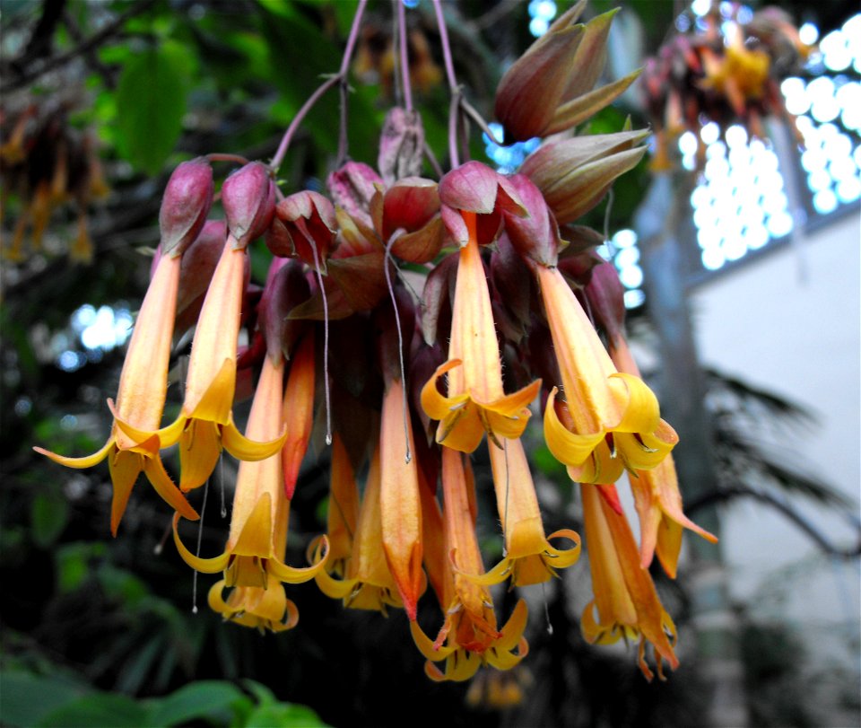 Csapodya splendens 'Agusten' in the Botanical Building in Balboa Park, San Diego, California, USA. Identified by sign.