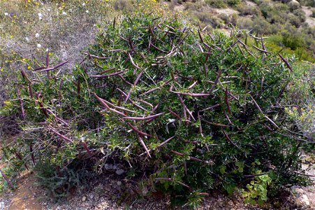 Periploca angustifolia (cornical) en La Azohía, Cartagena (Spain)