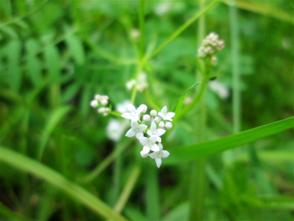 Sumpf-Labkraut (Galium palustre) im Naturschutzgebiet „St. Arnualer Wiesen“