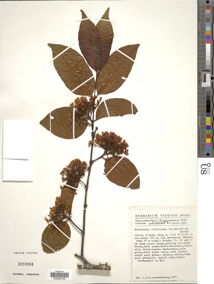 *Holarrhena floribunda (G. Don) T. Durand & Schinz
Object Details
Biogeographical Region
23 - West-Central Tropical Africa
Collector
Anton J. Leeuwenberg
Cornelis C. Berg
Min. Elevation
500
Record