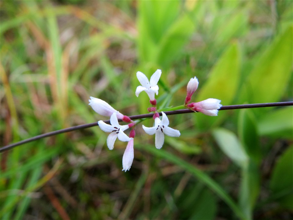 Hügel-Meier (Asperula cynanchica) auf dem Feldherrenhügel, Teilgebiet vom Naturschutzgebiet „Oftersheimer Dünen“