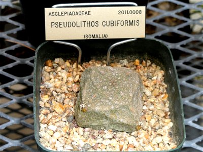 Pseudolithos cubiformis specimen in the University of California Botanical Garden, Berkeley, California, USA. photo