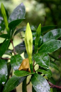 Rothmannia capensis photo