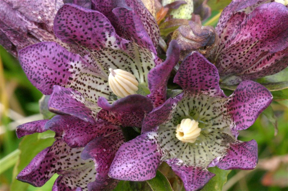 Gentiana pannonica