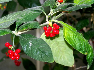 Psychotria punctata, Botanischer Garten Berlin