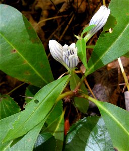 Gentiana decora, in oak-pine woods along trail off of Newfound Gap Road, Sevier County, Tennessee, USA