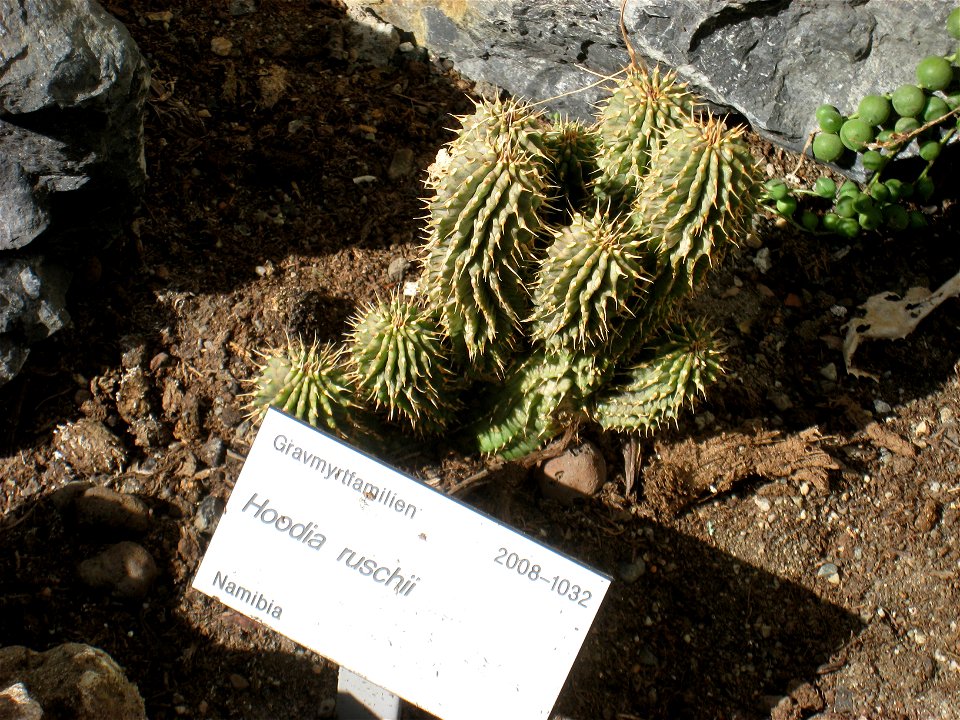 Hoodia ruschii, Oslo Botanical Garden, Oslo, Norway.