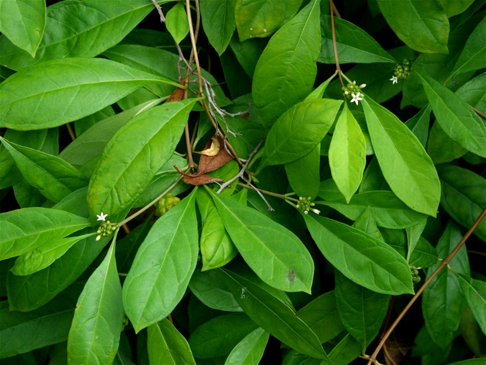 Morinda royoc