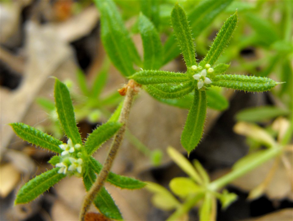 Galium catalinense at the Wild Animal Park, Escondido, California, USA. Identified by sign.
