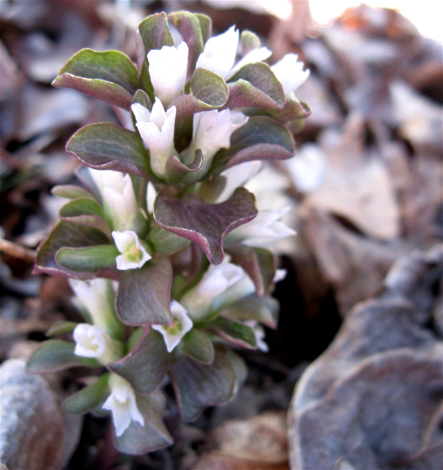 Obolaria virginica, growing in on a rocky limestone forest near the Walls of Jericho, Franklin County, Tennessee.