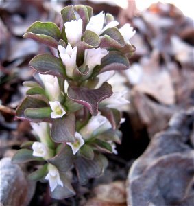 Obolaria virginica, growing in on a rocky limestone forest near the Walls of Jericho, Franklin County, Tennessee. photo
