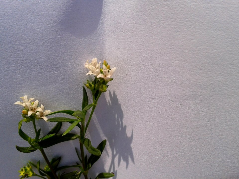Botanical name: Oldenlandia corymbosa   
Common names : Snake tongue grass ; Pearl grass ; Old world diamond-flower .
Tamil name : Kattuch chayaver ‘forest dye-root’ .
Sanskrit nam