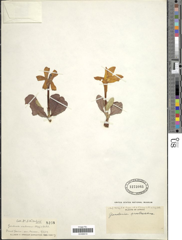 Gardenia erubescens Stapf & Hutch.
Object Details
Biogeographical Region
22 - West Tropical Africa
Collector
John McEwan Dalziel
Record Last Modified
19 Dec 2017
Specimen Count
1
Collection Date
9