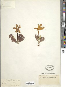 Gardenia erubescens Stapf & Hutch.
Object Details
Biogeographical Region
22 - West Tropical Africa
Collector
John McEwan Dalziel
Record Last Modified
19 Dec 2017
Specimen Count
1
Collection Date
9