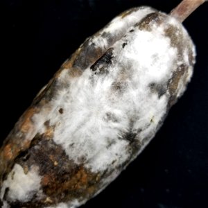 Cabosse de cacaoyer atteinte par la pourriture brune (Phythophthora)