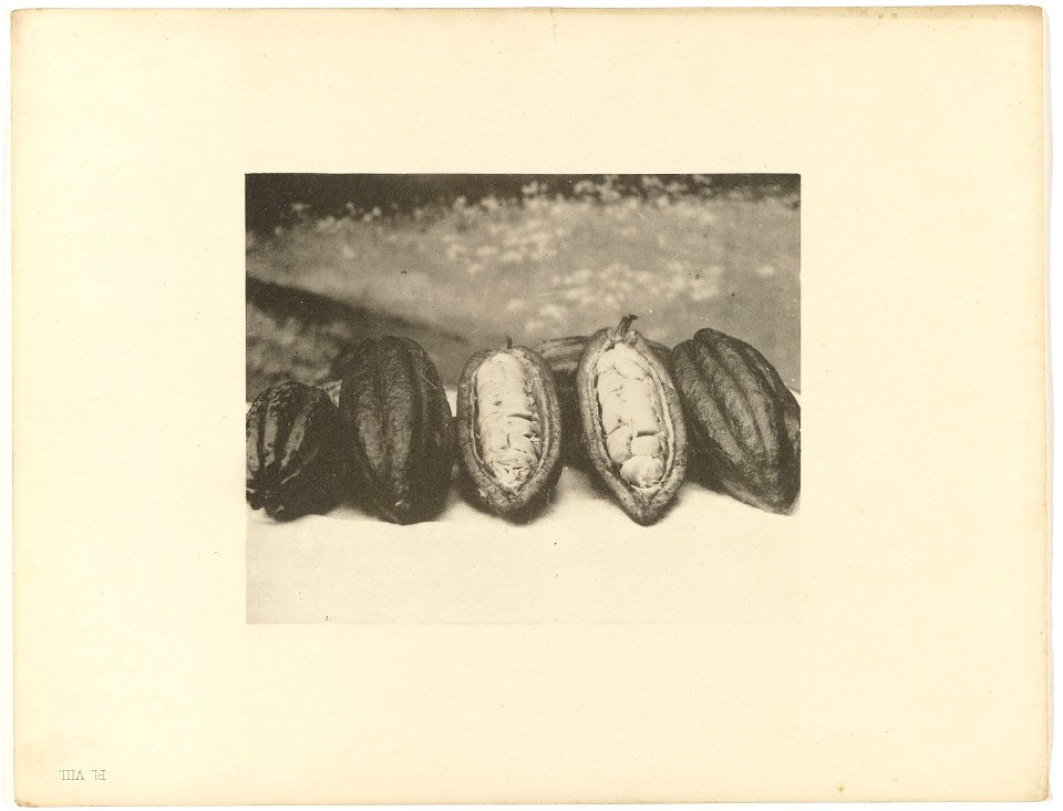 IdentificatieTitel(s): Cacaovruchten, SurinameKolonie Suriname Afbeeldingen betreffende Cultuurgewassen, Plantages, Goudvelden, Volkstypen enz. (serietitel)Objecttype: fotomechanisch procedé foto Obje