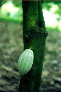 Cacao fruit in Tabasco (Mexico).