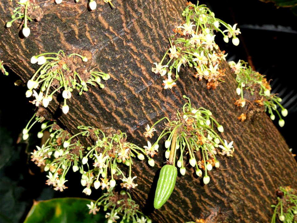 Theobroma cacao. Botanical specimen in the Denver Botanic Gardens, 1007 York Street, Denver, Colorado, USA.