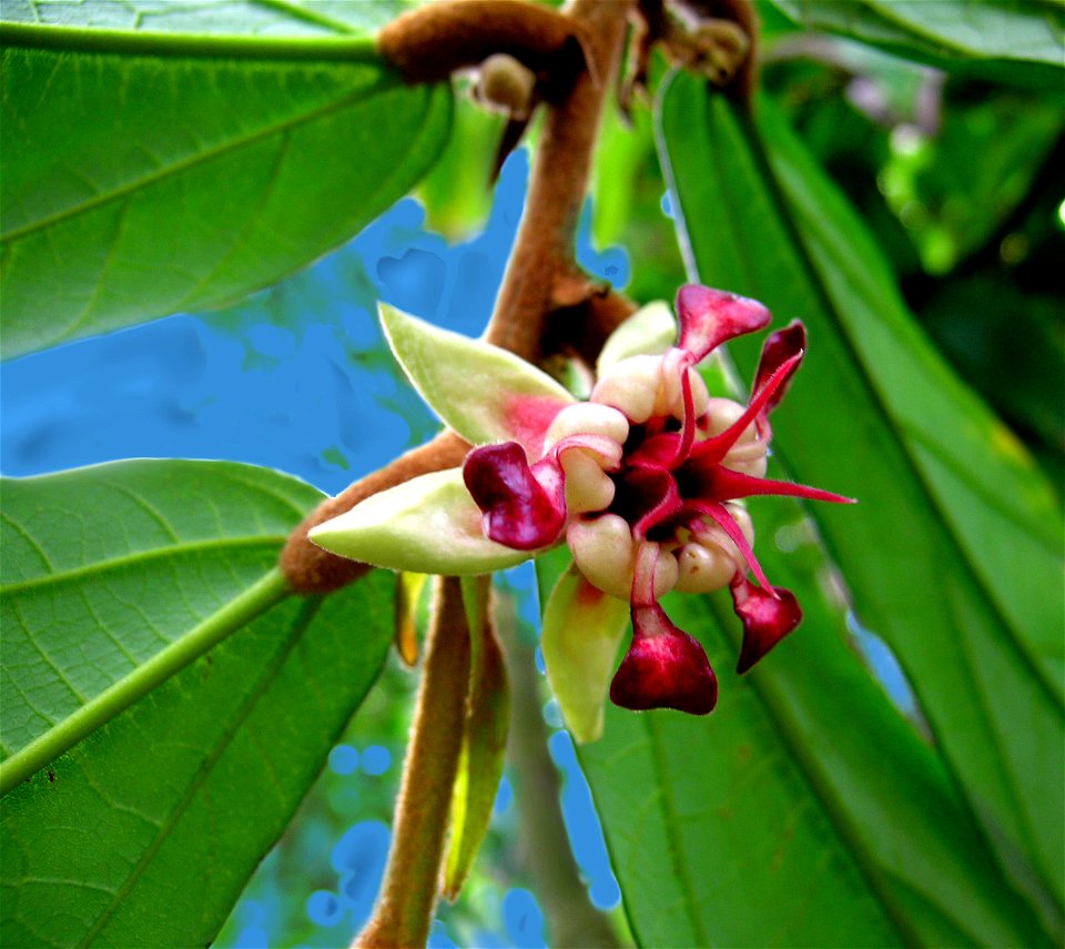 close-up of Theobroma grandiflorum flower, Amazonia cacao-tree
