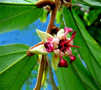 close-up of Theobroma grandiflorum flower, Amazonia cacao-tree photo