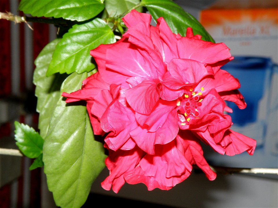Hibiscus rosa-sinensis (decorative version) photo