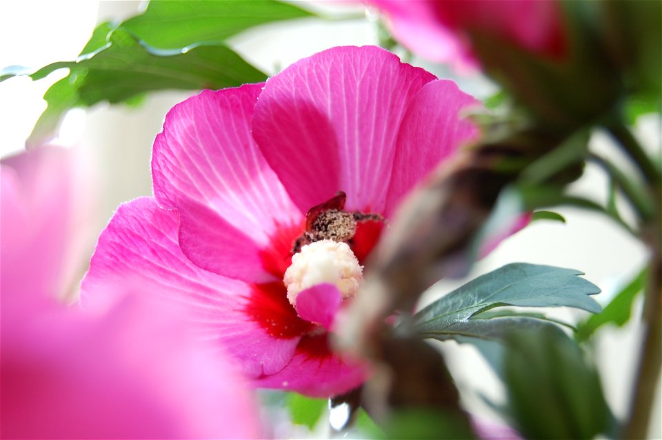 Bourdon dans une fleur recouvert de pollen - bumblebee with pollen photo