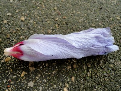 Dead flower of a Hibiscus syriacus (Rose of Sharon), that has fallen off the plant.