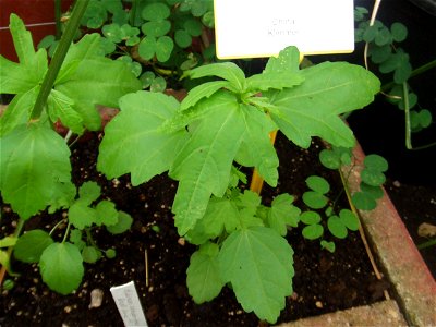 Hibiscus sabdariffa, picture taken at the Botanische tuin TU Delft in Delft, The Netherlands photo