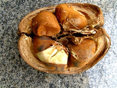 pachira aquatica fruit & nuts, from sao paulo brazil