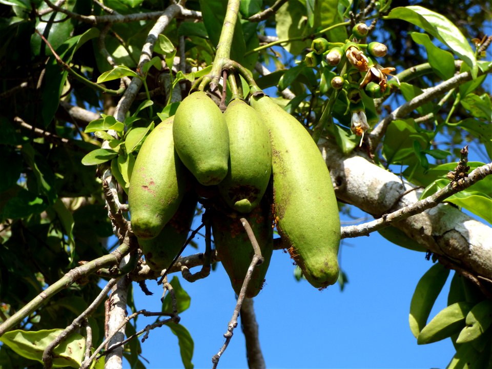 immature pods of the kapok tree, Ceiba pentandra, taken on Buton Island, Indonesia
