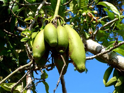 immature pods of the kapok tree, Ceiba pentandra, taken on Buton Island, Indonesia