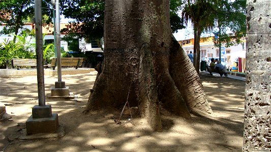 Contrafuertes en la base del tronco de una ceiba en la plaza Bolívar de El Hatillo, Venezuela