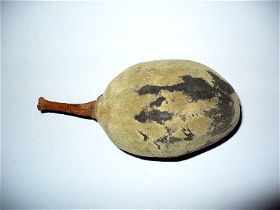 I am the originator of this photo. I hold the copyright. I release it to the public domain. This photo depicts a fruit.