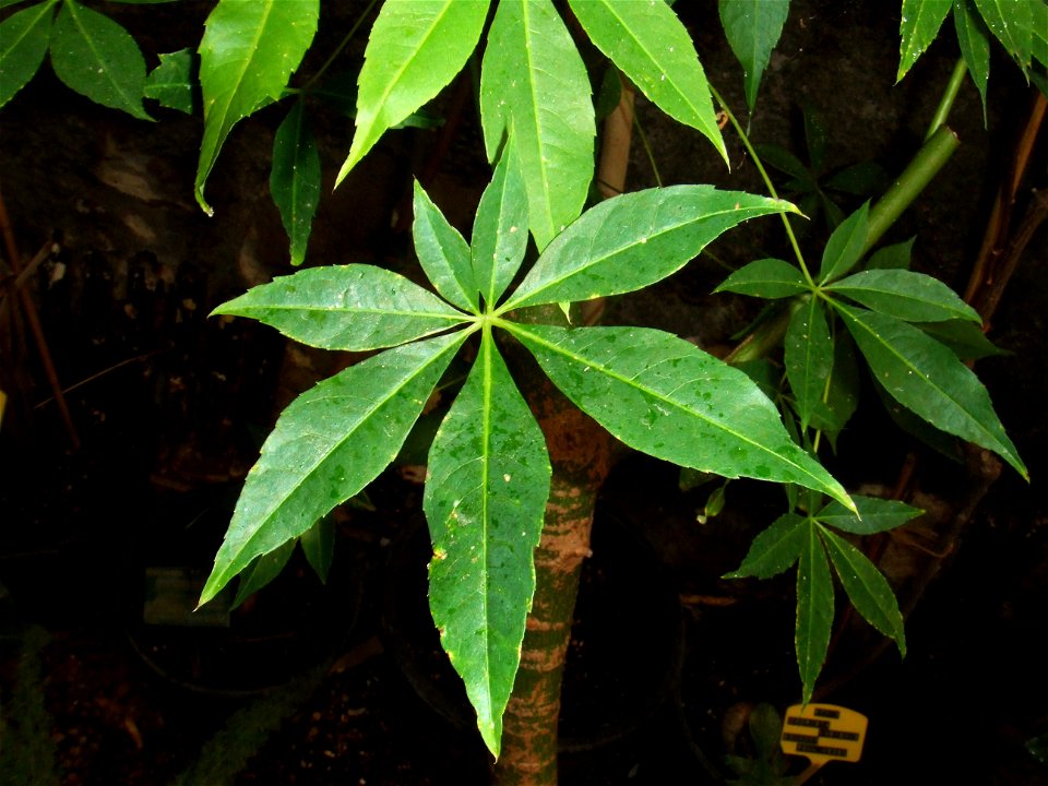 Leaf of Bombax ceiba, picture taken at Botanische Tuin TU Delft, The Netherlands

The identity of this plant is uncertain. Leaf margin of Bombax ceiba should not be toothed. --Franz Xaver 20:03, 16 Ju