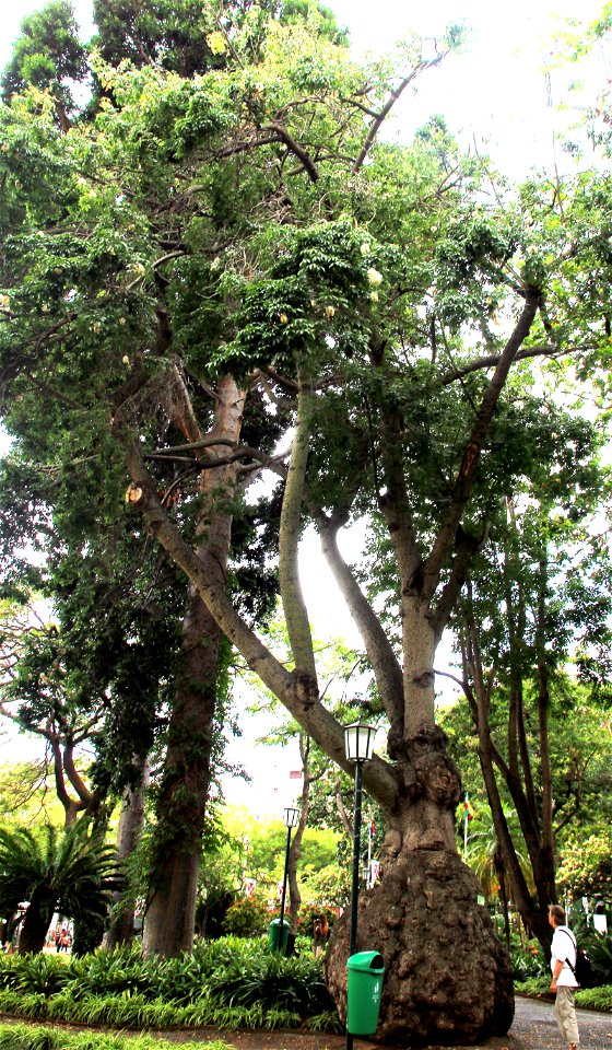 Tree Ceiba speciosa in the park Jardim Municipal in the centre of city Funchal, Madeira