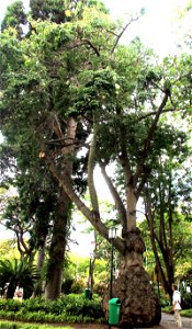 Tree Ceiba speciosa in the park Jardim Municipal in the centre of city Funchal, Madeira photo