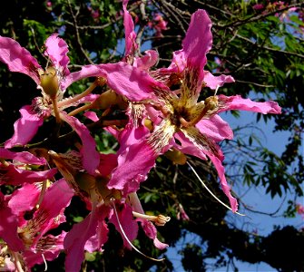 Flowers of Floss silk tree. Photo taken in Madeira. photo