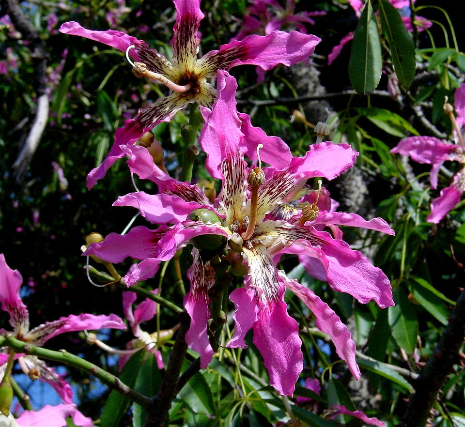 Flower of Floss silk tree. Photo taken in Madeira. photo