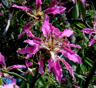 Flower of Floss silk tree. Photo taken in Madeira. photo