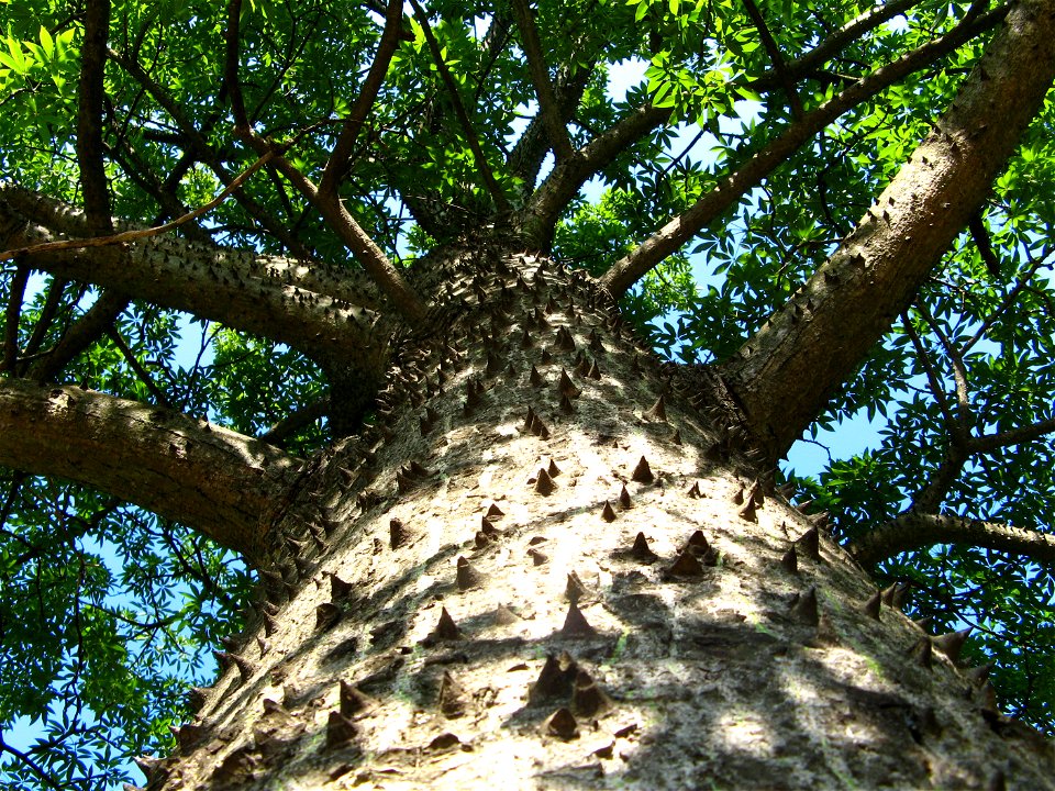 caulke de paineira espinhuda