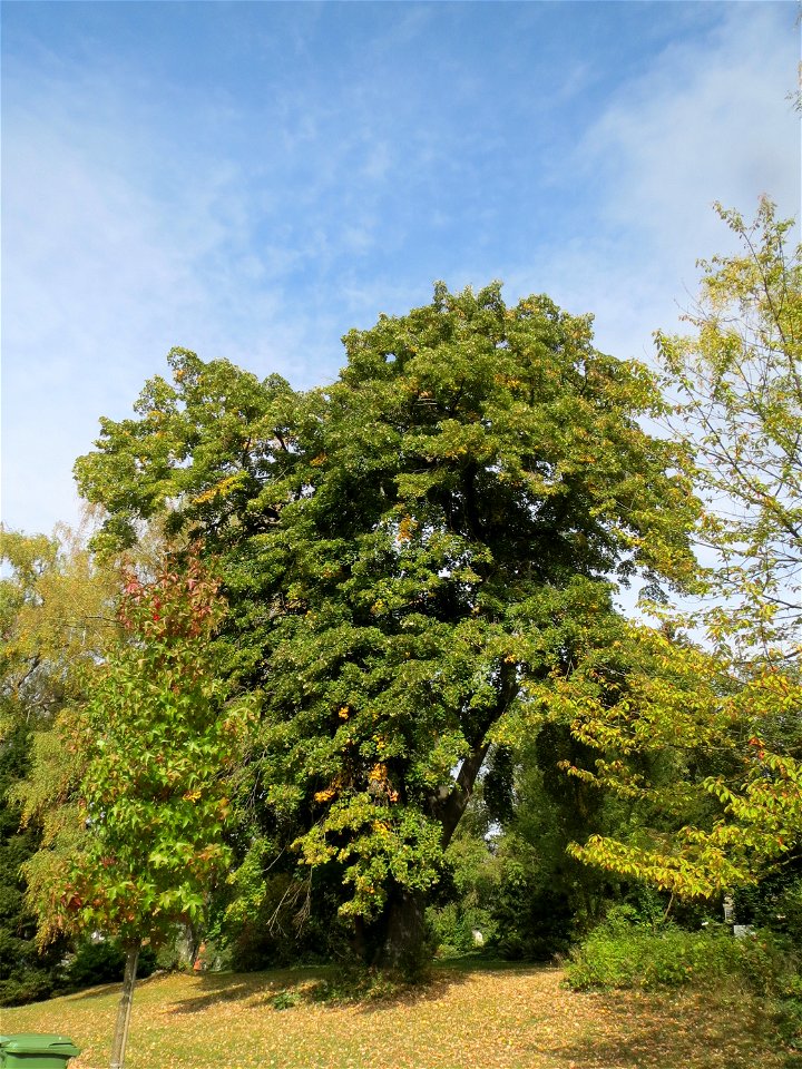 Winter-Linde (Tilia cordata) am Friedhof St. Johann (Saarbrücken)