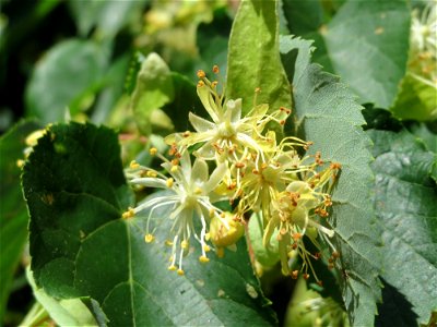 Winterlinde (Tilia cordata) im Schwetzinger Hardt