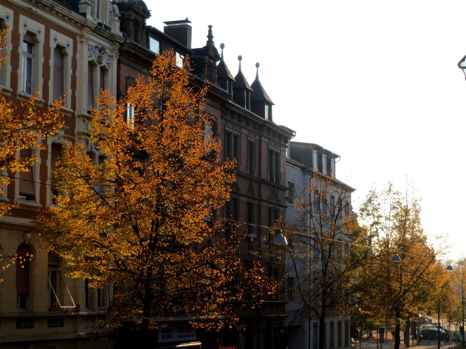 Linden (Tilia cordata) an der Mainzer Straße in Saarbrücken